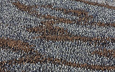 Аэрофотосъемка колонии королевских пингвинов